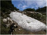 Planina Kosmačeve Rastke - Lanež