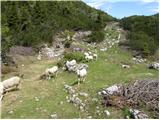 Planina Kosmačeve Rastke - Lanež