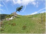 Planina Kosmačeve Rastke - Lanež