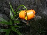 Golden Apple (Lilium carniolicum)