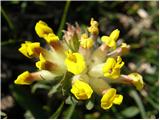 Anthyllis vulneraria subsp. carpatica