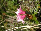 Rhododendron hirsutum