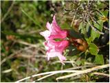 Dlakavi sleč (Rhododendron hirsutum)