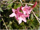 Dlakavi sleč (Rhododendron hirsutum)