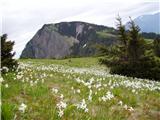 Gorski narcis (Narcissus poeticus radiiflorus)