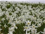 Poet's Narcissus (Narcissus poeticus radiiflorus)