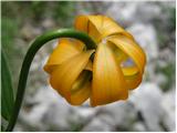 Lilium carniolicum