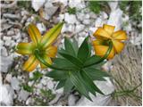 Golden Apple (Lilium carniolicum)