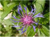 Mountain Bluets (Centaurea montana)