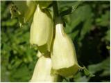 Digitalis grandiflora