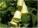 Velecvetni naprstec (Digitalis grandiflora)