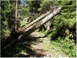 Koprein-Petzen - Planina Zgornja Luža