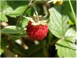 Woodland Strawberry (Fragaria vesca)