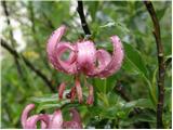 Turška lilija (Lilium martagon)