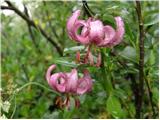 Martagon lily (Lilium martagon)