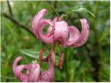 Martagon lily (Lilium martagon)