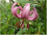 Martagon lily (Lilium martagon)