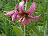 Turška lilija (Lilium martagon)