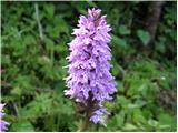 Dactylorhiza fuchsii