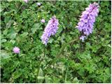 Dactylorhiza fuchsii