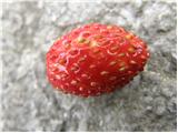 Woodland Strawberry (Fragaria vesca)