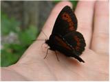 Metulji (Lepidoptera)