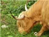 Škotsko govedo (Hairy Coo)