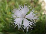 Montpellier pink (Dianthus monspessulanus)