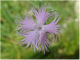 Montpellier pink (Dianthus monspessulanus)