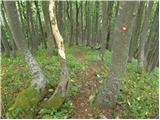 Zali Log - Koprivnik