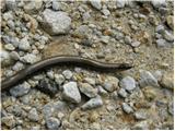 Blindworm (Anguis fragilis)