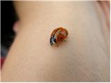 Ladybird (Anatis ocellata)