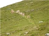 Walischeben  - Hofalmkogel (Packalpe)