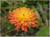 Orange hawkweed (Hieracium aurantiacum)