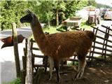 Lama (Lama glama)