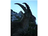 Kozorog (Capra ibex)