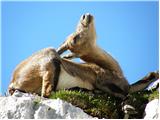 Alpine Ibex (Capra ibex)