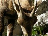 Alpine Ibex (Capra ibex)