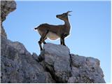 Alpine Ibex (Capra ibex)