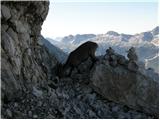 Alpine Ibex (Capra ibex)