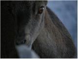 Alpine Ibex (Capra ibex)