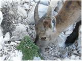 Alpine Ibex (Capra ibex)