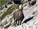 Alpine Ibex (Capra ibex)