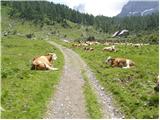 Untere Wolayeralm - Rauchkofel