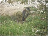 Svizac (Marmota marmota)