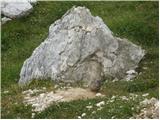 Alpine Marmot (Marmota marmota)