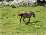 Planina Blato - Planina Blato