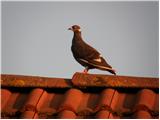 Domači golob (Columba livia domestica)