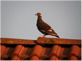 Columba livia domestica