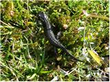 Rifugio Selvapiana I.Lunelli - Croda Sora I Colesei / Arzalpenkopf